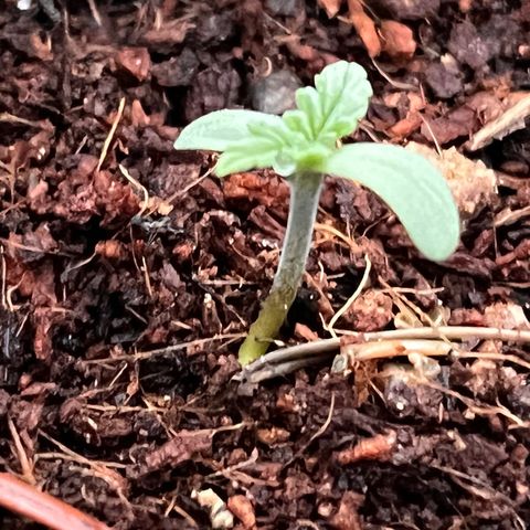 Blueberry Bliss Auto growlog photo: Sie ist über Nacht ca. 5 mm am Stamm gewachsen. 