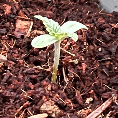 Blueberry Bliss Auto growlog timeline photo