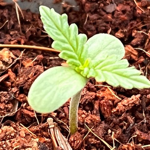 Blueberry Bliss Auto growlog photo: Der erste Knoten bildet sich. 