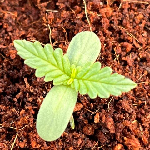 Blueberry Bliss Auto growlog photo: Sämling in den Endtopf gepflanzt. 