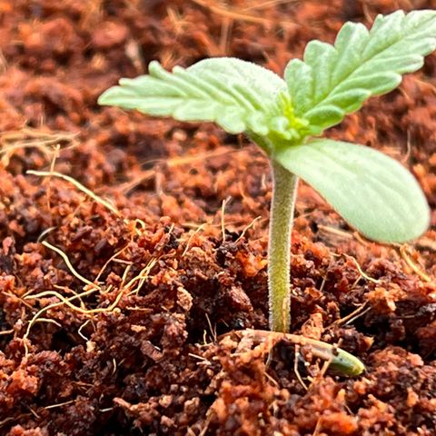 Blueberry Bliss Auto growlog photo: Sämling in den Endtopf gepflanzt. 