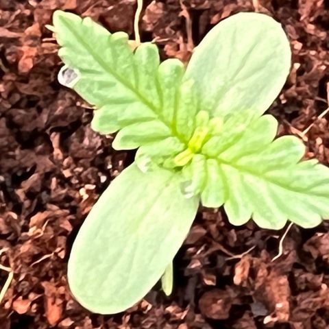 Blueberry Bliss Auto growlog timeline photo