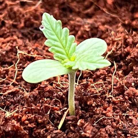 Blueberry Bliss Auto growlog timeline photo