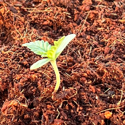 Blueberry Bliss Auto growlog timeline photo