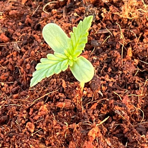 Blueberry Bliss Auto growlog timeline photo