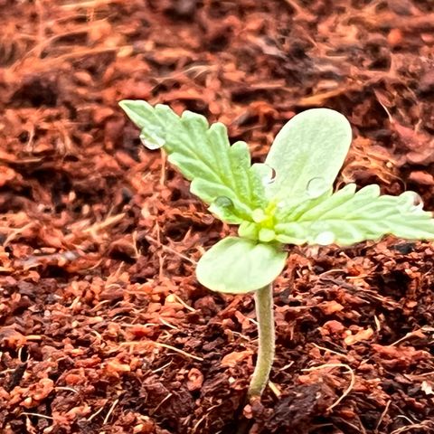 Blueberry Bliss Auto growlog photo: Die Blätter werden größer!