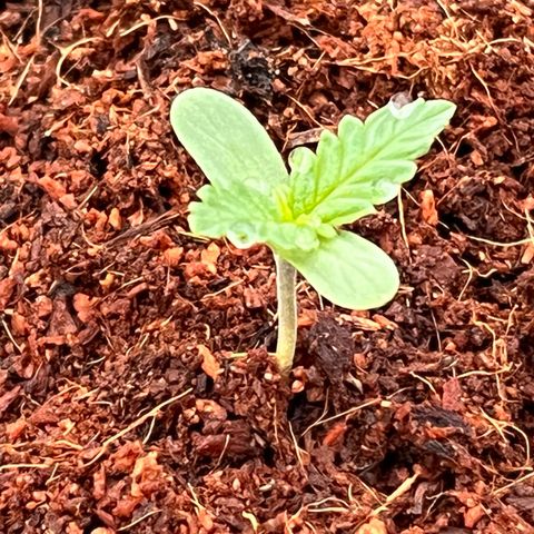 Blueberry Bliss Auto growlog photo: Die Blätter werden größer!