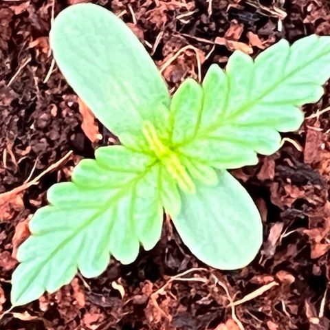 Blueberry Bliss Auto growlog timeline photo