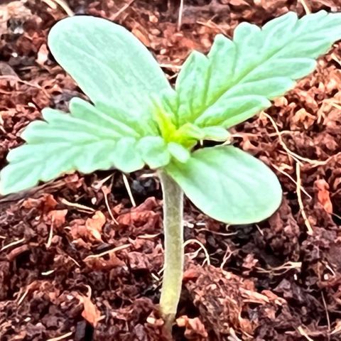 Blueberry Bliss Auto growlog timeline photo
