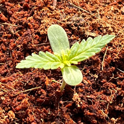 Blueberry Bliss Auto growlog photo: Sie wird stärker!