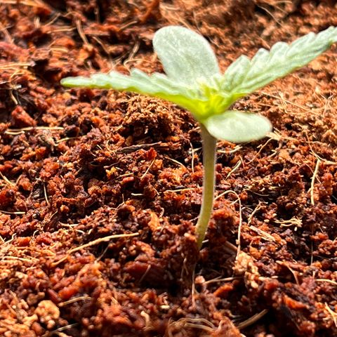 Blueberry Bliss Auto growlog photo: Sie wird stärker!