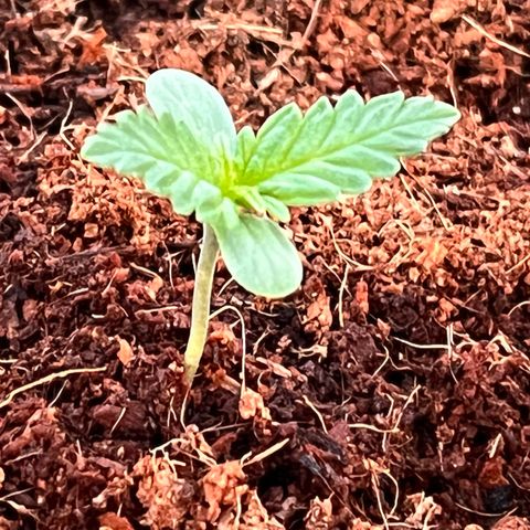 Blueberry Bliss Auto growlog photo: Die nächsten Blätter sind zu sehen!