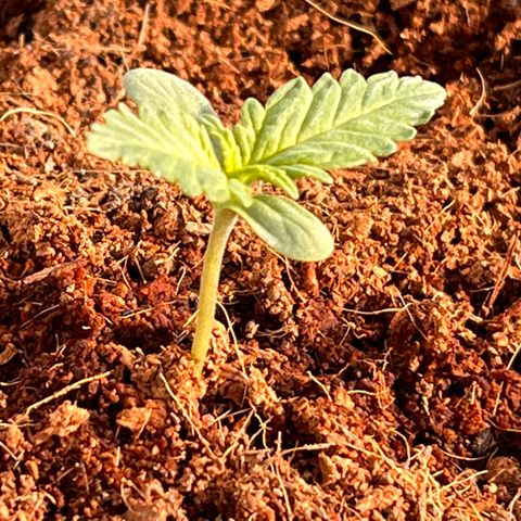 Blueberry Bliss Auto growlog photo: Die nächsten Blätter sind zu sehen!