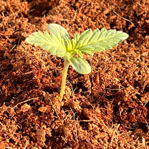 Blueberry Bliss Auto growlog photo: Die nächsten Blätter sind zu sehen!
