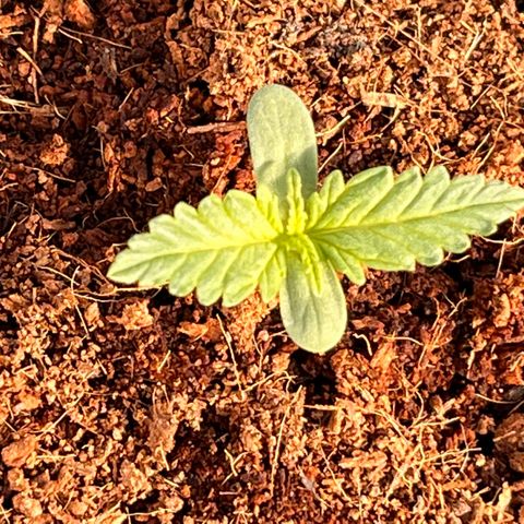 Blueberry Bliss Auto growlog photo: Die nächsten Blätter sind zu sehen!