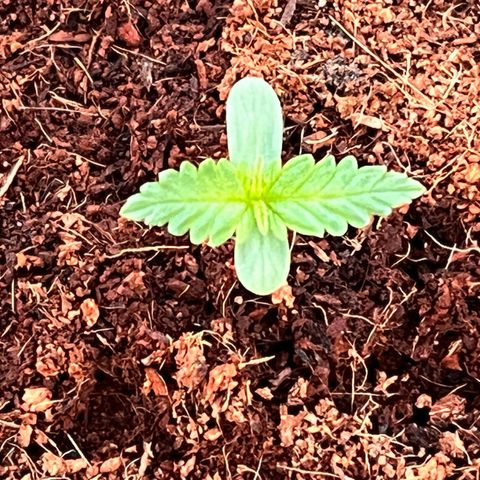 Blueberry Bliss Auto growlog photo: Die nächsten Blätter sind zu sehen!