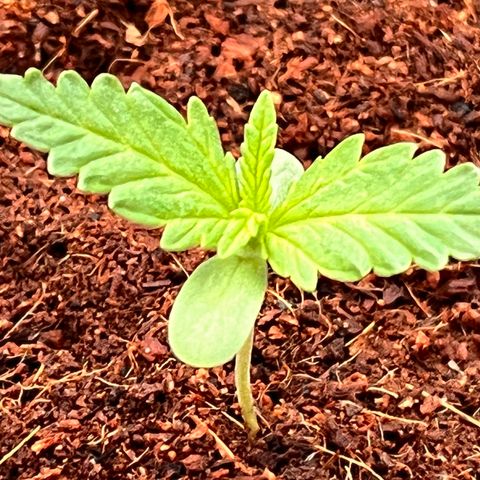 Blueberry Bliss Auto growlog photo: Die Blätter breiten sich aus!