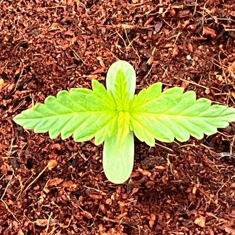Blueberry Bliss Auto growlog photo: Die Blätter breiten sich aus!