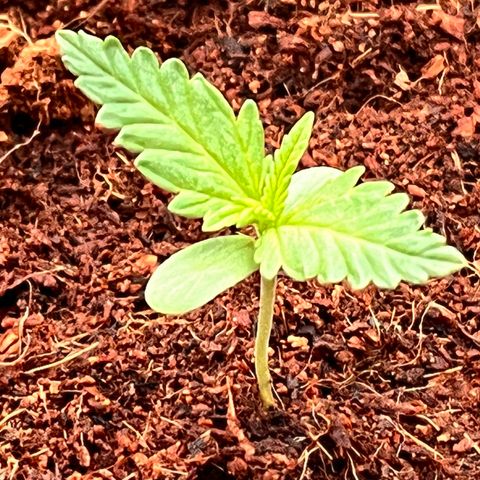 Blueberry Bliss Auto growlog photo: Die Blätter breiten sich aus!