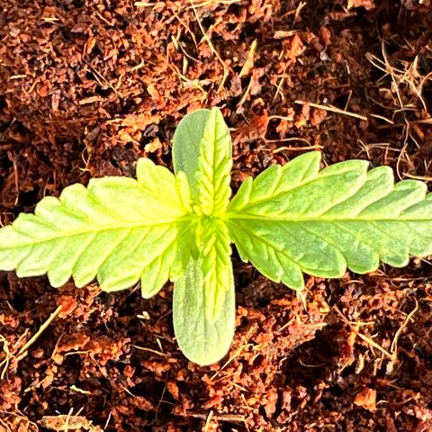 Blueberry Bliss Auto growlog timeline photo