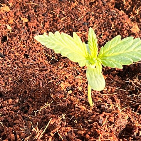 Blueberry Bliss Auto growlog timeline photo