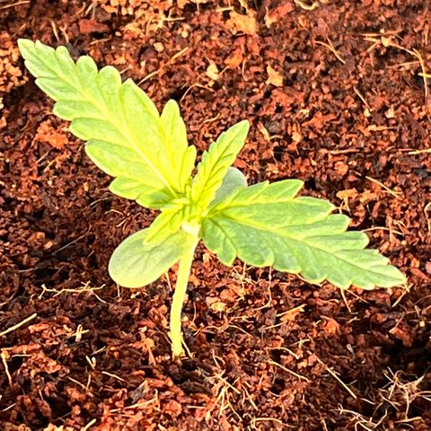 Blueberry Bliss Auto growlog timeline photo