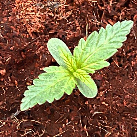 Blueberry Bliss Auto growlog timeline photo