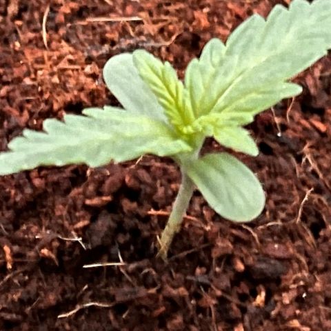 Blueberry Bliss Auto growlog timeline photo