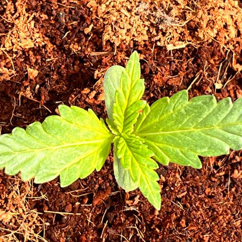 Blueberry Bliss Auto growlog timeline photo