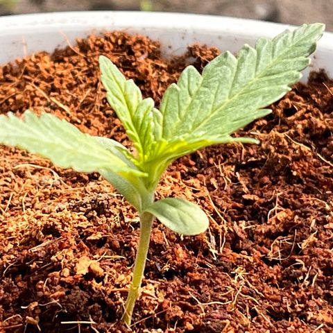 Blueberry Bliss Auto growlog timeline photo