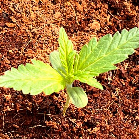 Blueberry Bliss Auto growlog timeline photo
