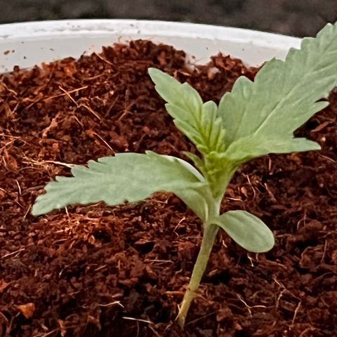 Blueberry Bliss Auto growlog timeline photo