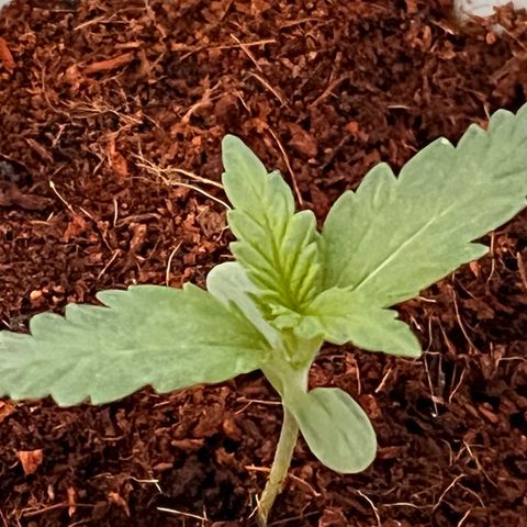 Blueberry Bliss Auto growlog timeline photo