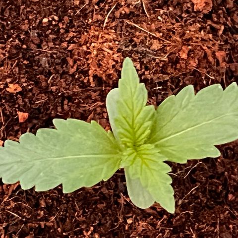 Blueberry Bliss Auto growlog timeline photo