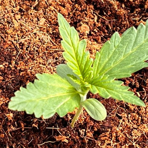 Blueberry Bliss Auto growlog timeline photo
