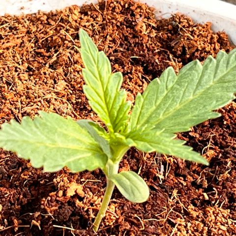 Blueberry Bliss Auto growlog timeline photo