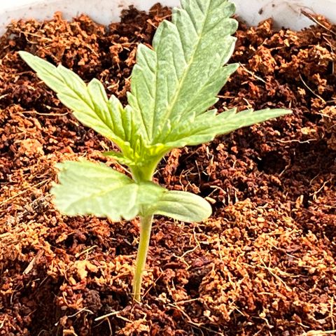 Blueberry Bliss Auto growlog timeline photo