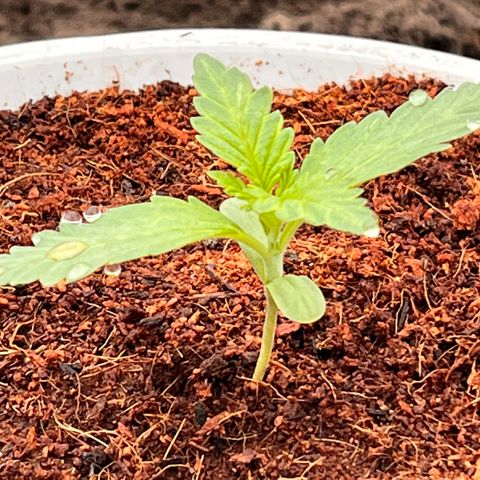 Blueberry Bliss Auto growlog photo: Angefangen BioBizz zu düngen. 
