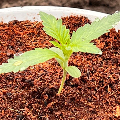 Blueberry Bliss Auto growlog photo: Angefangen BioBizz zu düngen. 