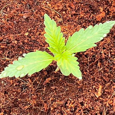 Blueberry Bliss Auto growlog photo: Angefangen BioBizz zu düngen. 