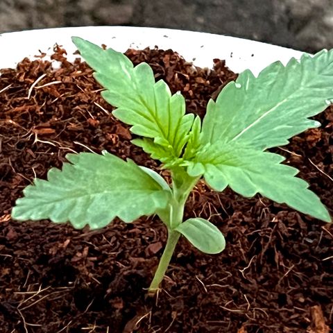 Blueberry Bliss Auto growlog timeline photo