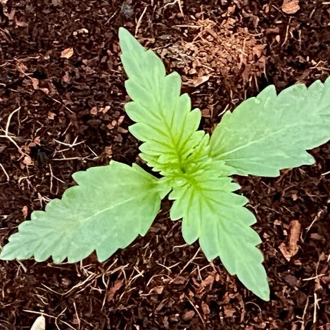 Blueberry Bliss Auto growlog timeline photo