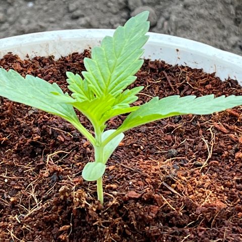 Blueberry Bliss Auto growlog timeline photo