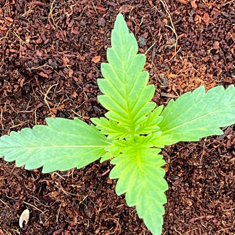 Blueberry Bliss Auto growlog timeline photo
