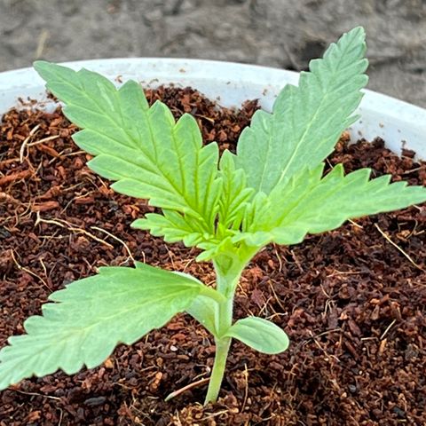 Blueberry Bliss Auto growlog timeline photo