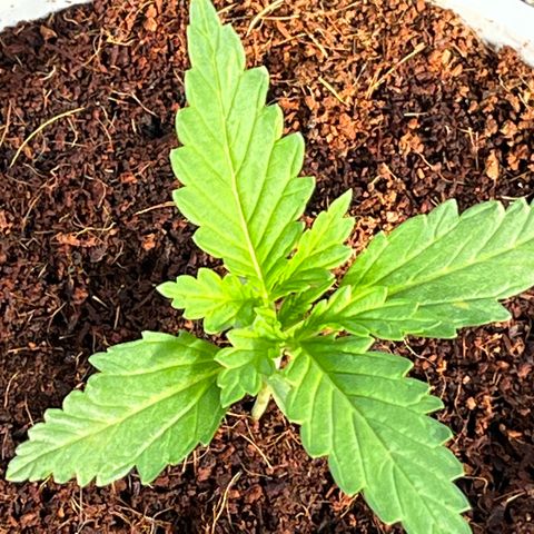 Blueberry Bliss Auto growlog timeline photo