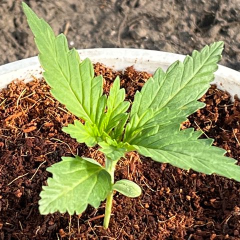 Blueberry Bliss Auto growlog timeline photo
