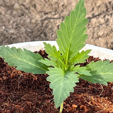 Blueberry Bliss Auto growlog timeline photo