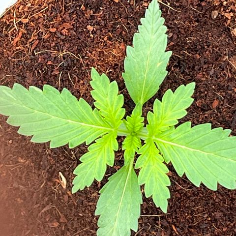 Blueberry Bliss Auto growlog timeline photo