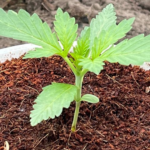 Blueberry Bliss Auto growlog timeline photo